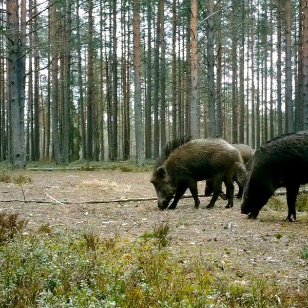 Источник: Павел Глазков/Каждой твари по паре.