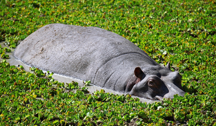 Безжалостные туши: 8 фактов о бегемотах, которые заставят принимать этих животных всерьез
