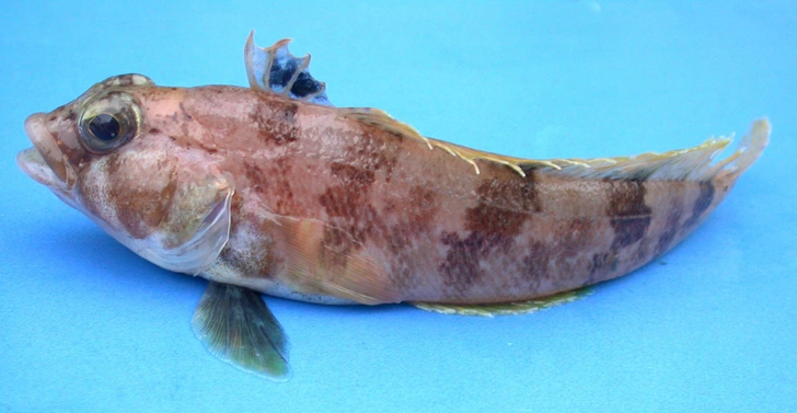 Подводный робот нашел «рыбий роддом» на 1000 «коек» на дне моря Уэдделла: вот как это выглядит Подводный робот нашел «рыбий роддом» на 1000 «коек» на дне моря Уэдделла: вот как это выглядит