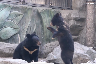 Медвежата устроили поединок в Новосибирском зоопарке