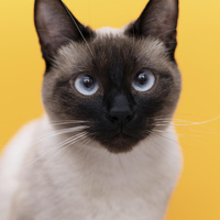 Аватарка Гость