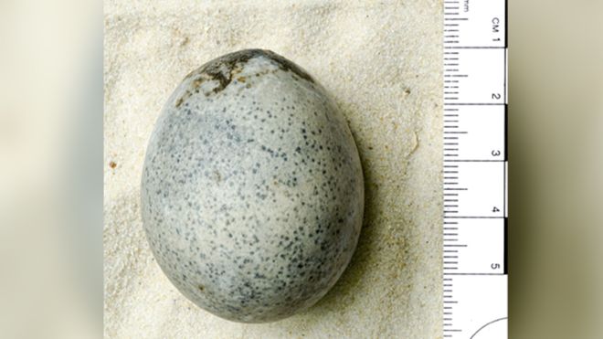 Археологи обнаружили куриное яйцо времен Римской империи