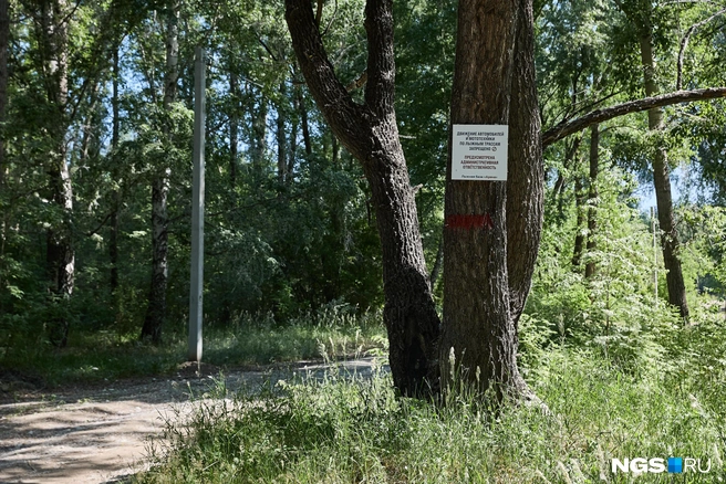 На деревьях часто можно встретить таблички с просьбой беречь природу. Помогают они не всегда | Источник: Александр Ощепков / NGS.RU