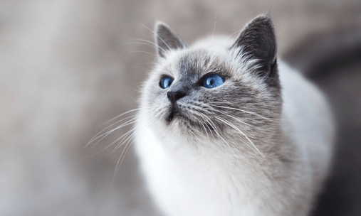 Гадание: Выбери мартовского котика и узнай, кто изменит твою жизнь этой весной 💗