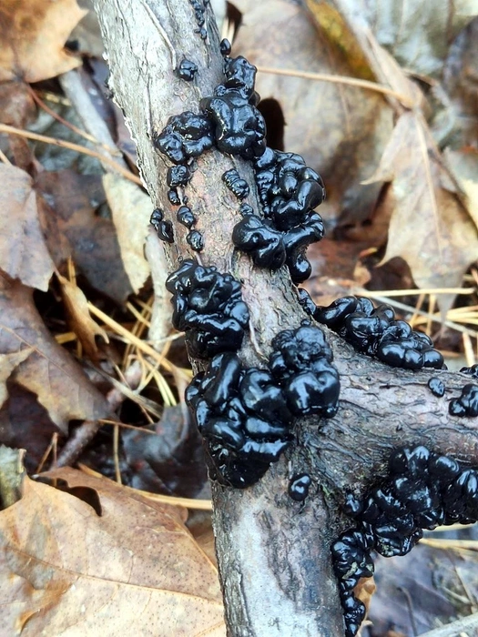 Такие грибы могут засыпать, возвращаясь к жизни при высокой влажности | Источник: «Жигулёвский государственный заповедник» / vk.com