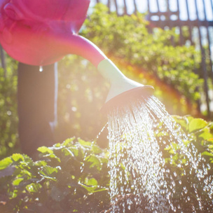 Как правильно поливать огородные культуры в жару? Объясняет эксперт
