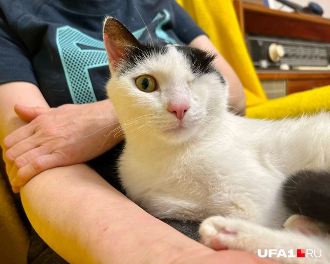 Бэтмен наконец обрёл дом | Источник: АНО помощи животным «Найди меня»