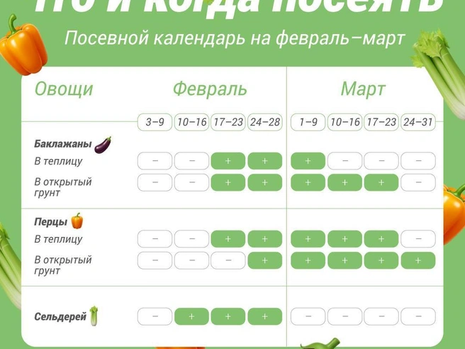 Какие культуры следует высевать на рассаду в феврале и марте | Источник: Полина Авдошина / Городские медиа