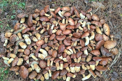 Воронежцы в декабре собирают грибы ведрами из-за теплой погоды