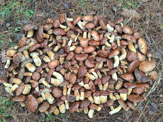 Такой «улов» — не предел | Источник: «Воронежские грибники» / Vk.com