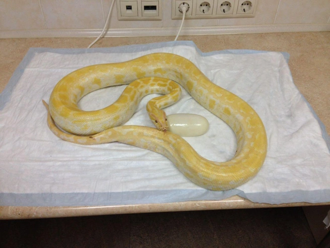 Как рожают змеи: фото и описание, видео