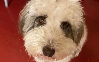 Бровки домиком: ученые выяснили, почему собачий взгляд вызывает умиление