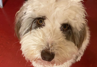 Бровки домиком: ученые выяснили, почему собачий взгляд вызывает умиление