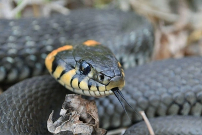 Волгоградский фотограф запечатлел змей в природе