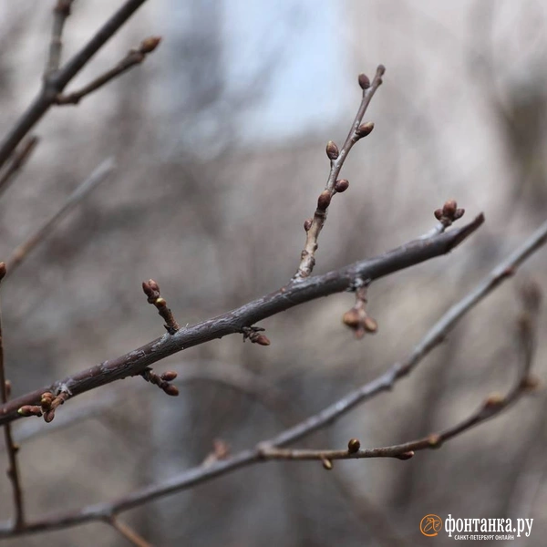 Источник: Сергей Михайличенко / «Фонтанка.ру»