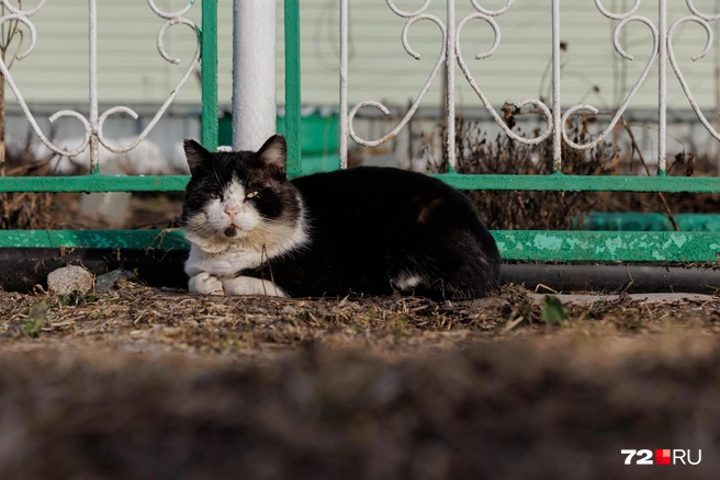 В Казанке выселяли жителей целой улицы, расположенной вдоль реки. Этот котик принадлежит одной из жительниц. Интересно, как сложилась его судьба? | Источник: Ирина Шарова / 72.RU