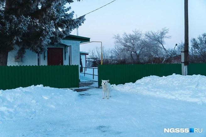Всё произошло в этом доме | Источник: Елена Латыпова / NGS55.RU