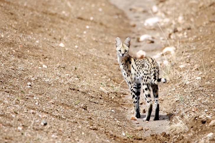 Источник: Daniel Lamborn via Shutterstock/Fotodom.ru