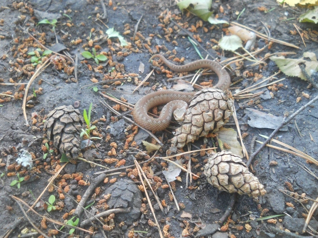 Таких малюток все чаще начали замечать в лесу | Источник: Аркадий Репанов