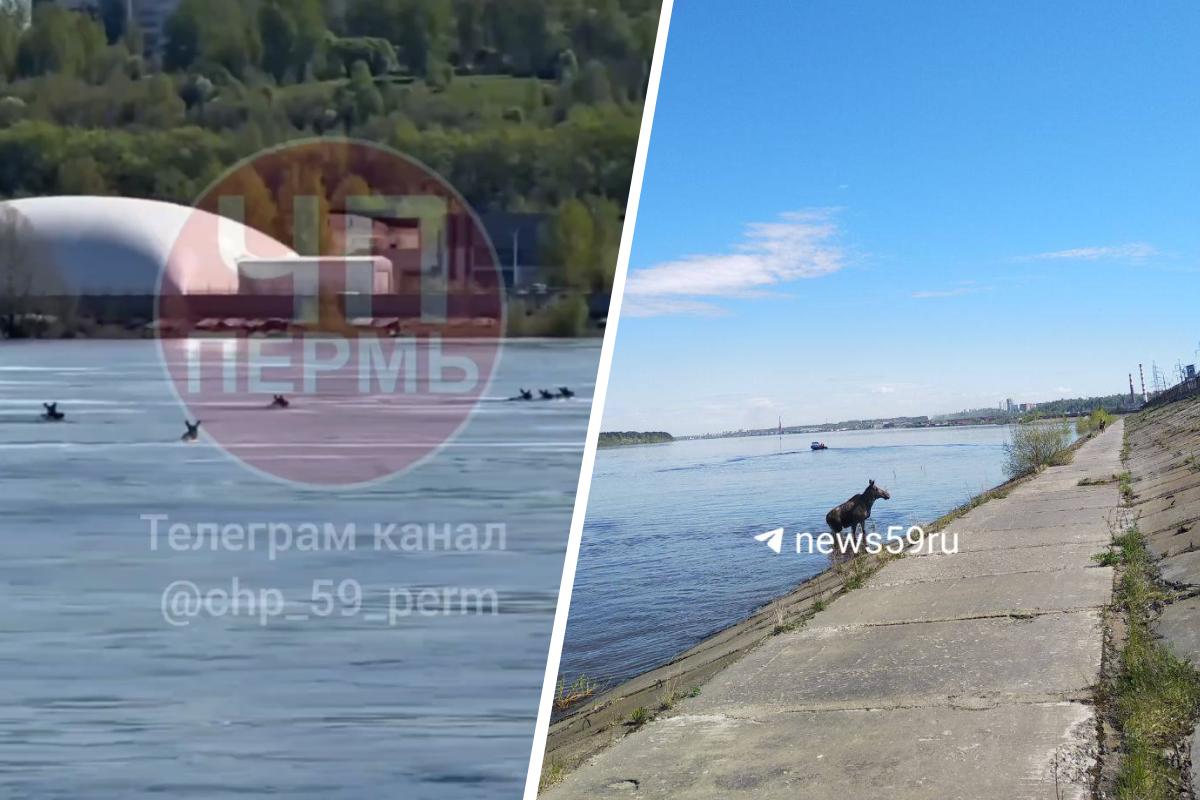Открыли купальный сезон. По Каме в районе Мотовилихи плавают лоси — даже рядом с теплоходами: видео 