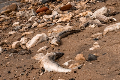 В Ростовской области засекретили данные о болезнях рыб