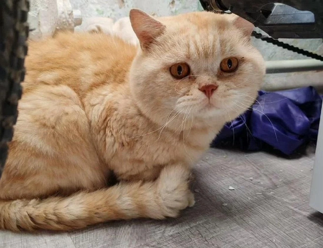 Кота готовы передать для жизни в квартире | Источник: Татьяна