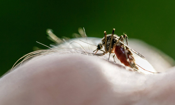 Почему малярия быстро распространяется