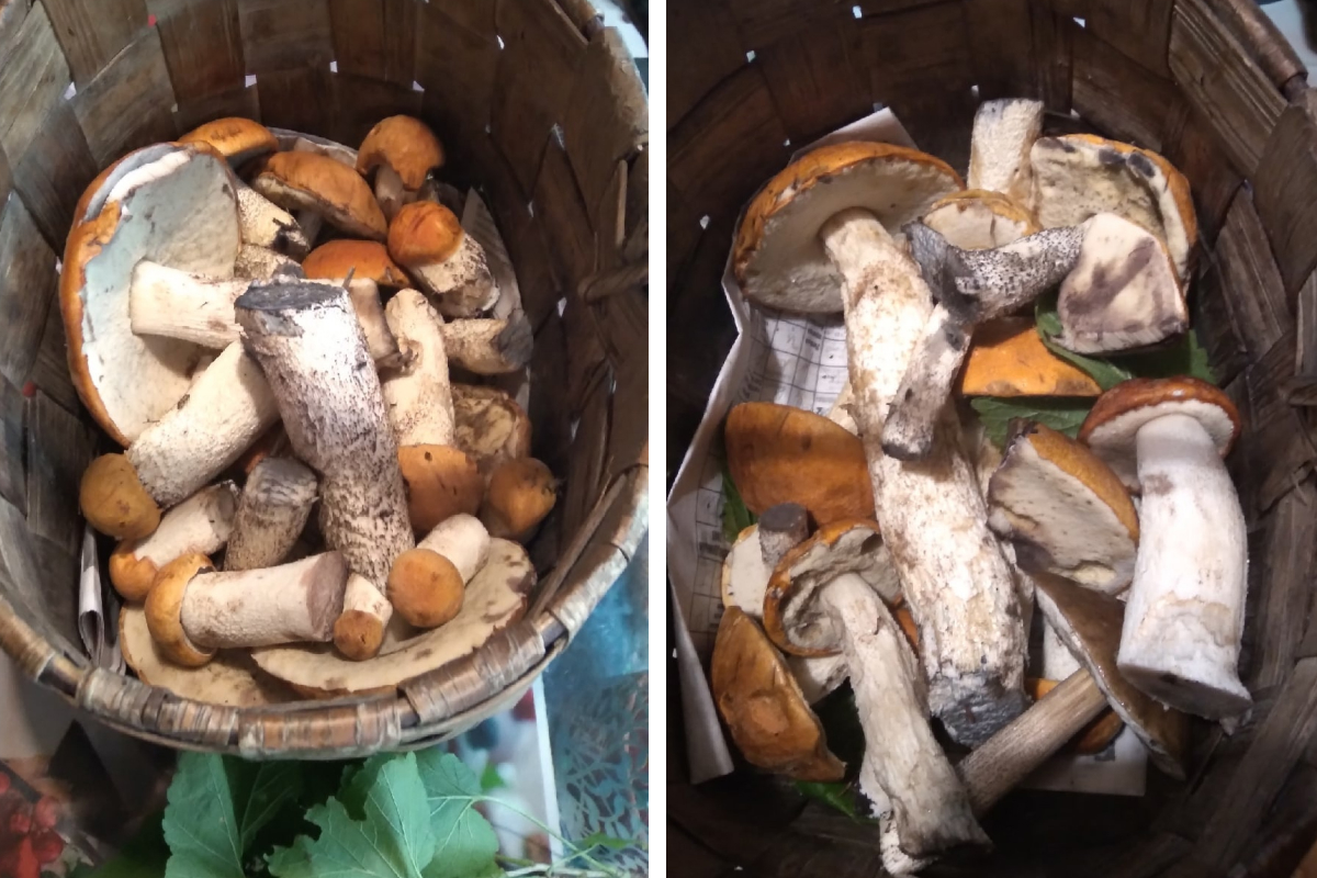 Северяне находят грибы под Архангельском: в каких местах им уже улыбнулась удача