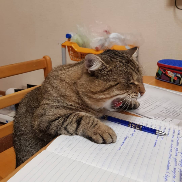 Кот делает уроки