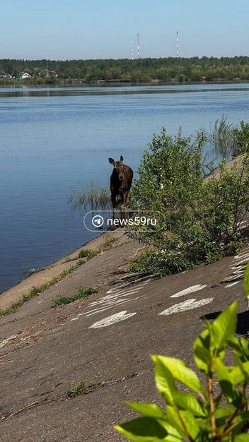 Сегодня днем лось стоял в воде, на его коленях заметили раны | Источник: читательница 59.RU