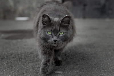 В Самаре бешеная кошка напала на девочку: что теперь