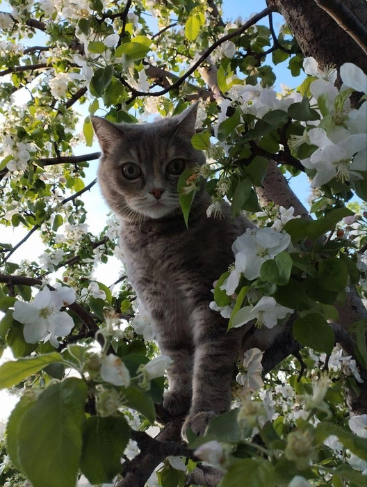 Котик или птичка? | Источник: читатель 63.RU