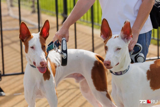 Атласу (слева) уже 1,5 года. Он спокойный и ласковый. Чивасу (справа) еще нет и года. Он готов все снести на своем пути: такой энергичный и шкодный | Источник: Ирина Шарова / 72.RU 