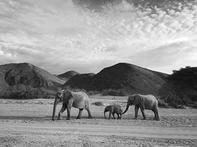 iPhone Photography Awards: победители и лучшие снимки, сделанные на телефон