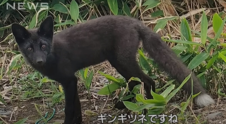 Добрый знак на Хоккайдо: в Японии впервые заметили черную лисицу