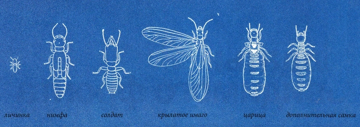Солдаты невидимого фронта: как устроено общество термитов
