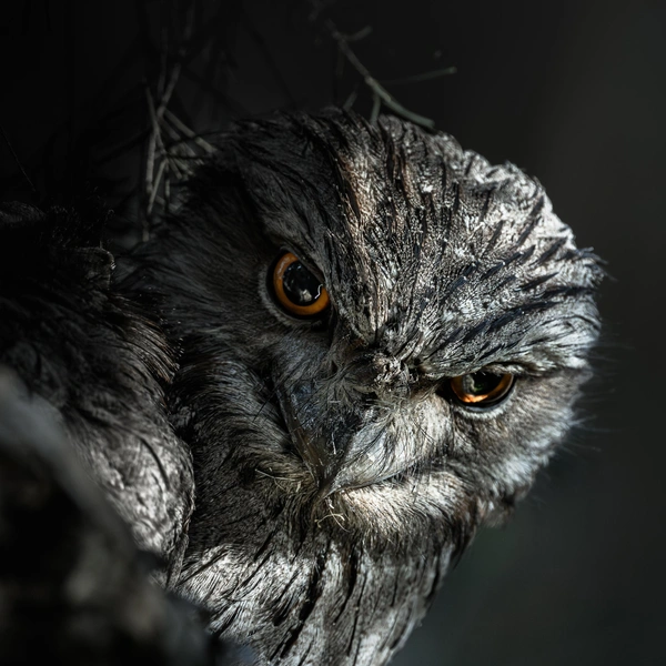 Победитель в номинации «Дикие животные» | Источник: Donald Chin / Oceania Photo Contest 2025