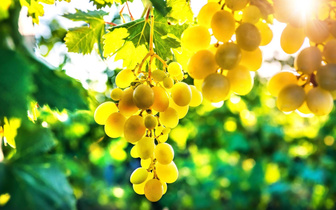 С родной лозы: 10 российских сортов винограда, из которых получается отличное вино