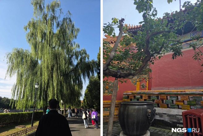 В Пекине очень много красивых ив  | Источник: Елизавета Шаталова / NGS.RU