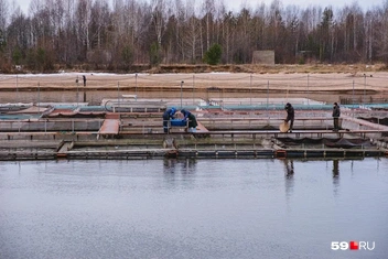 Садки для выращивания рыбы. По сути, это большие боксы в воде, внутри которых огромные сети, чтобы поднимать рыбу к поверхности | Источник: Тимофей Калмаков / 59.RU