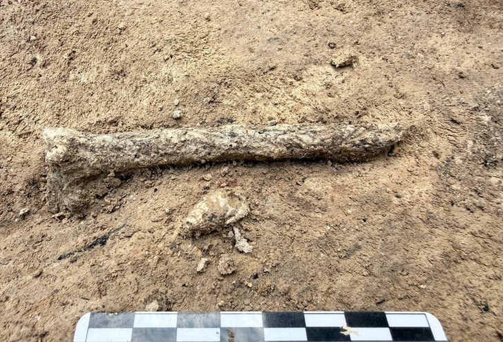Археологи нашли под Воронежем украшения из морских раковин. Стоп, но ведь море далеко — разбираемся, откуда они там взялись | Источник: ИИМК РАН