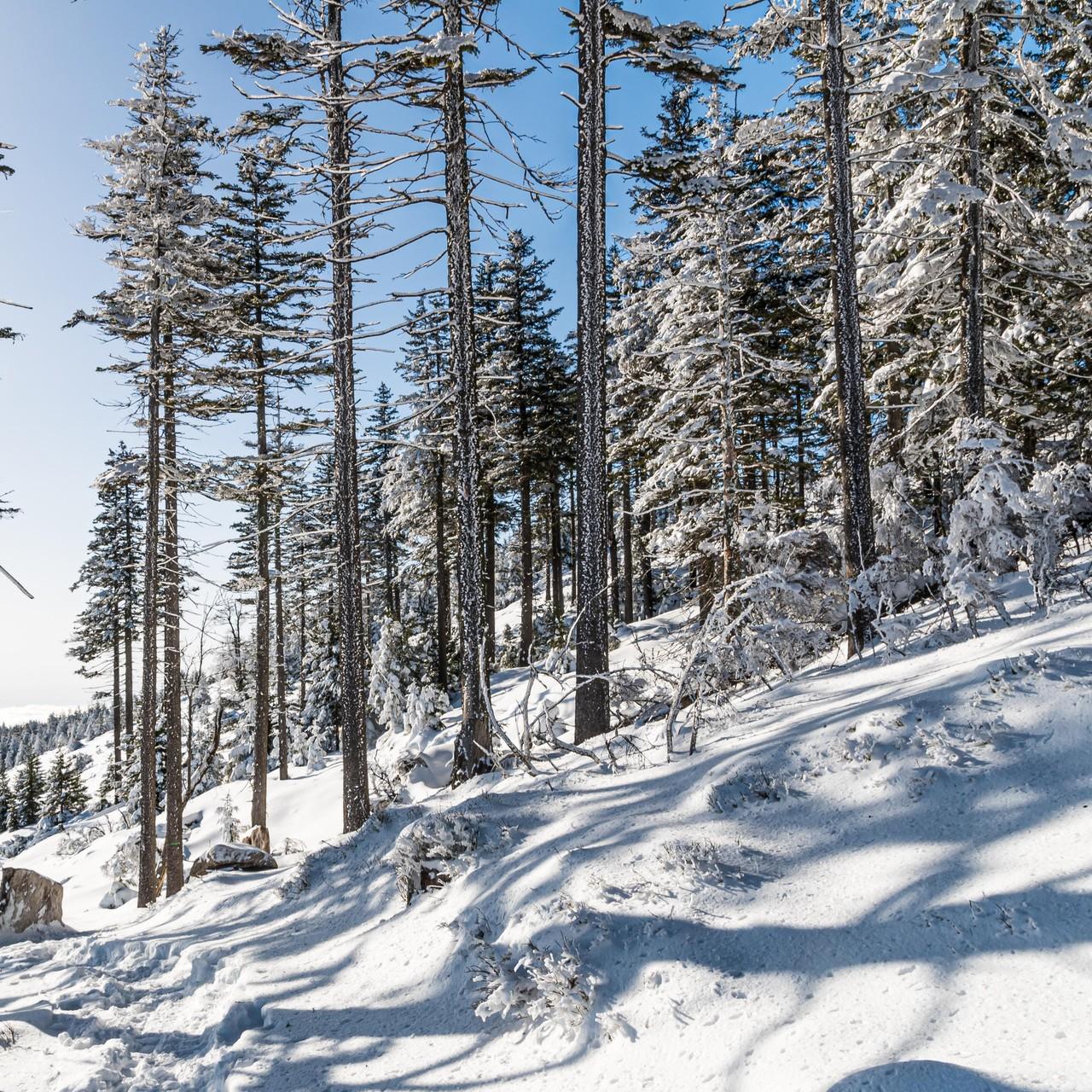 Отец и 4-летний сын насмерть замерзли во время похода по тайге Красноярского края: сбились с пути