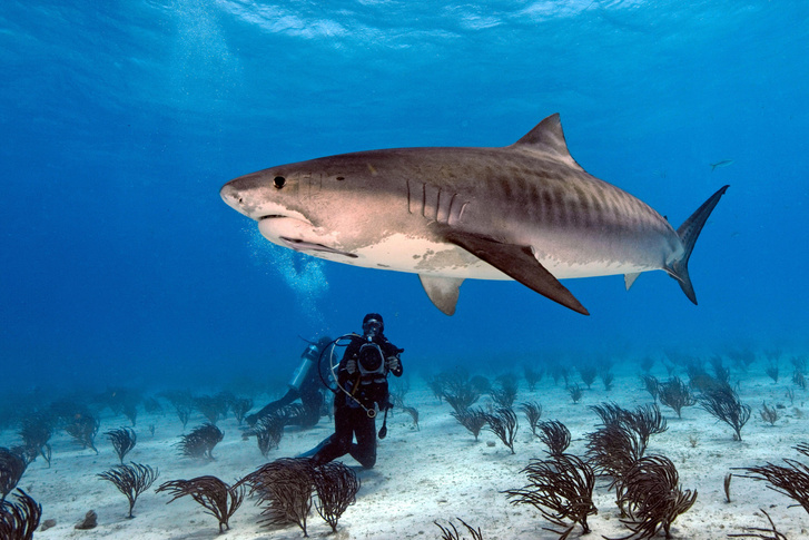 Cold -blooded and toothy: look at the 10 most dangerous sharks in the world