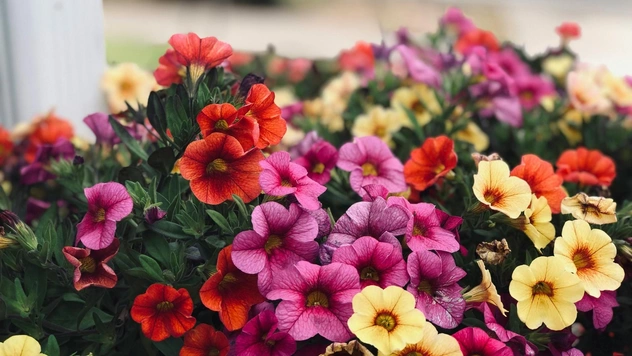 Лучшие комнатные растения для весенней атмосферы: подборка фитодизайнера