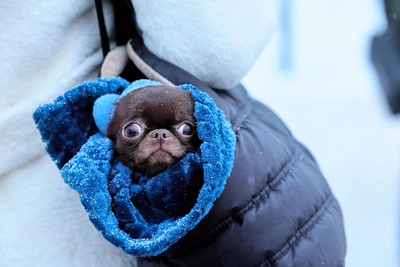 Лжезаводчицу чихуахуа задержали в Шпаковском округе