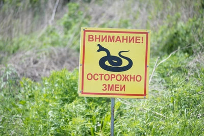 Огромная змея замечена на детской площадке во Владивостоке