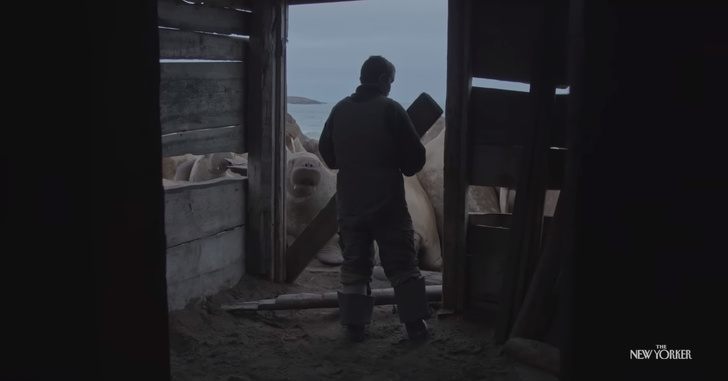 Шаман исчезающего льда: чем покоряет номинированный на «Оскар» фильм о чукотских моржах?
