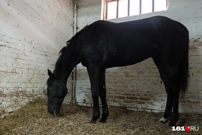 Кормят по расписанию | Источник: Евгений Вдовин / 161.RU