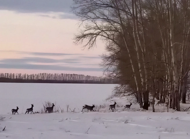В этом году миграция косуль началась раньше обычного и вышла особо массовой | Источник: читатель НГС