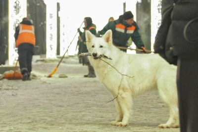 Сибирский антициклон влияет на Петербург